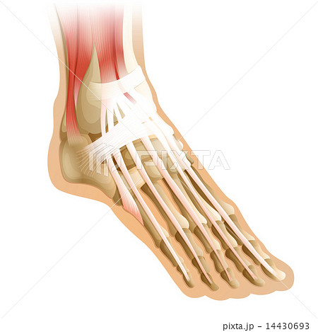 human foot 14430693