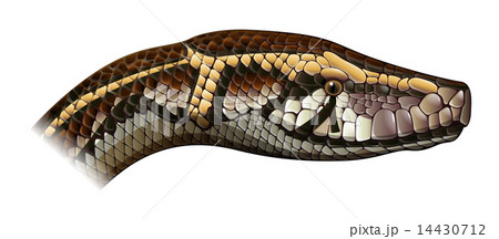 Indian python 14430712