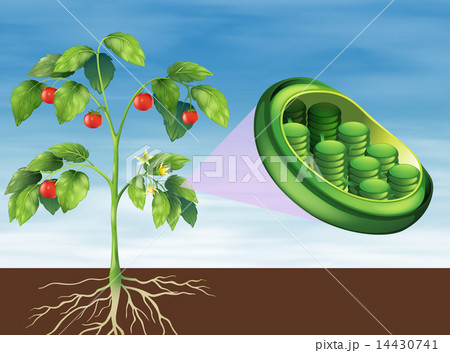 Chloroplast in plant Chloroplast in plant 14430741