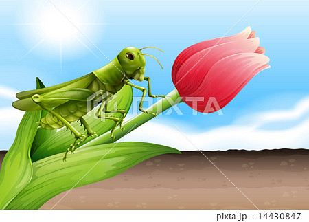 A grasshopper and the flower bud 14430847