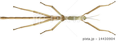 Stick Insect 14430904