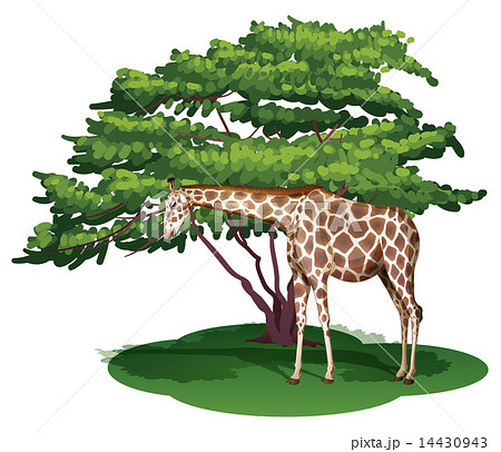 A giraffe under the tree A giraffe under the tree 14430943
