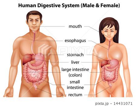 Human digestive system 14431071