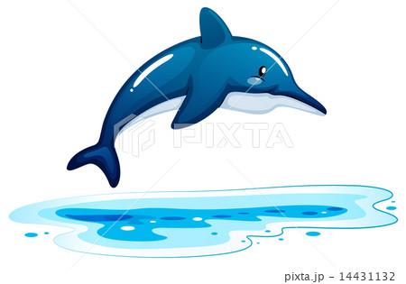 A dolphin 14431132