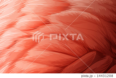 Feather texture Feather texture 14431208