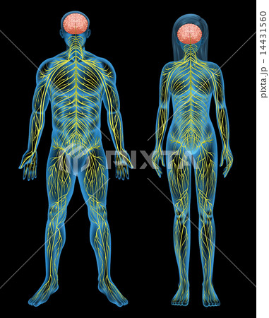 Human nervous system Human nervous system 14431560