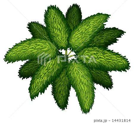 A Wodyetia Bifurcata 14431814