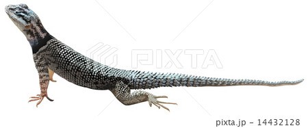 A lizard 14432128