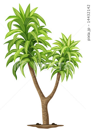 The Queen of Dracaenas plant 14432142