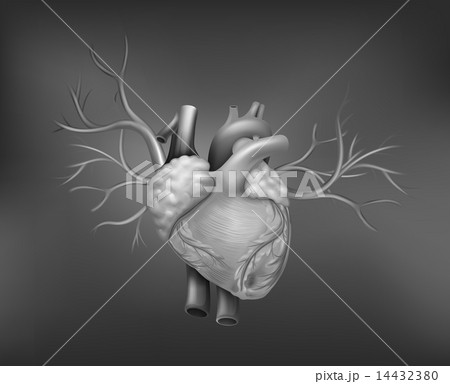 A human heart 14432380