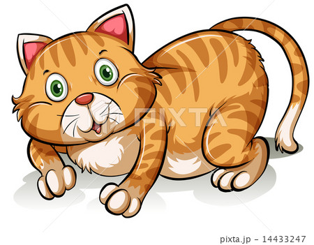 A cat A cat 14433247