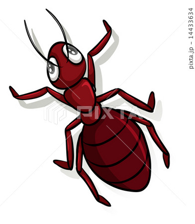 A red ant A red ant 14433634