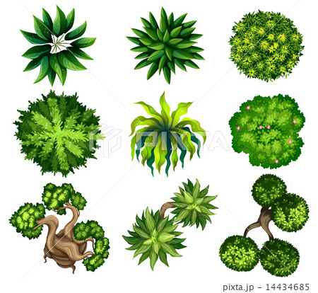 Topview of the different plants Topview of the different plants 14434685