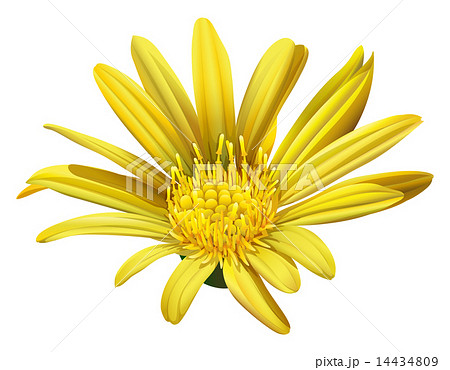 A yellow sunflower 14434809