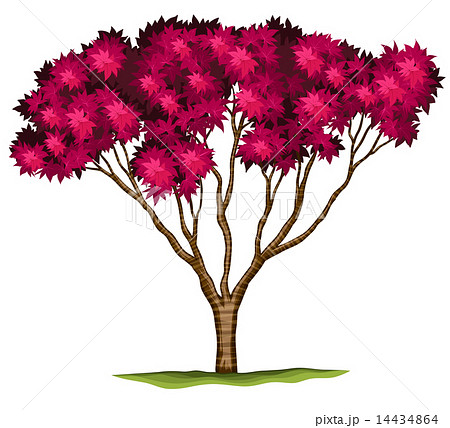 A bloodgood Japanese maple plant A bloodgood Japanese maple plant 14434864
