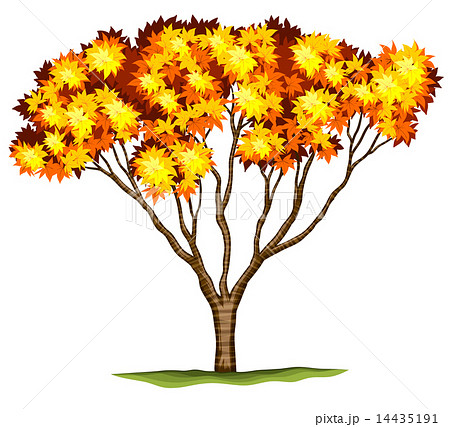 A bloodgood Japanese Maple tree 14435191