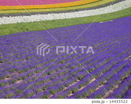 富良野のお花畑 14435522