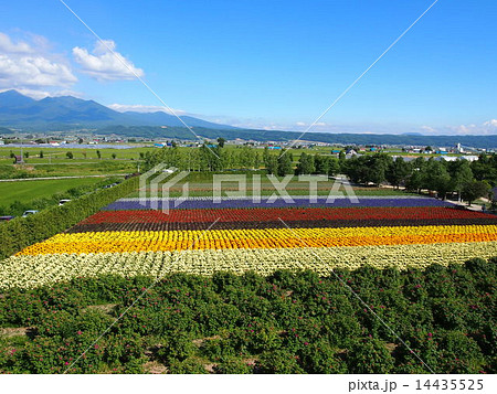 富良野のお花畑 14435525