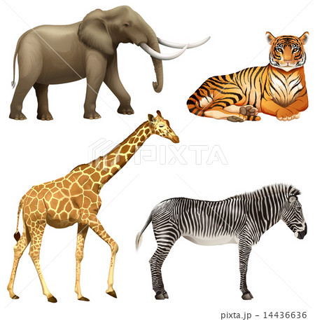 Four African animals Four African animals 14436636