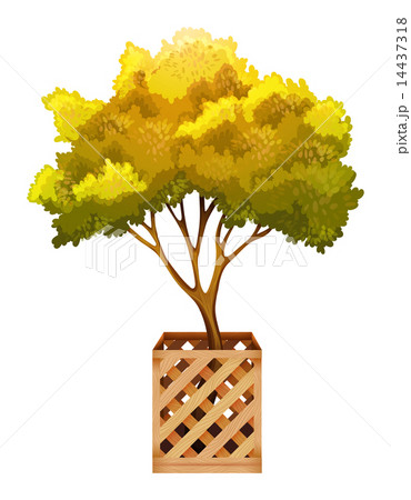 Plant 14437318
