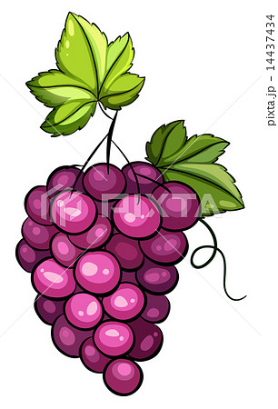 A cluster of grapes A cluster of grapes 14437434