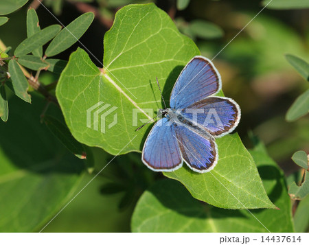 ミヤマシジミ ミヤマシジミ 14437614