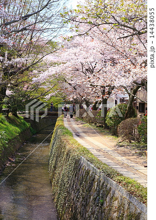哲学の道の桜 14438055