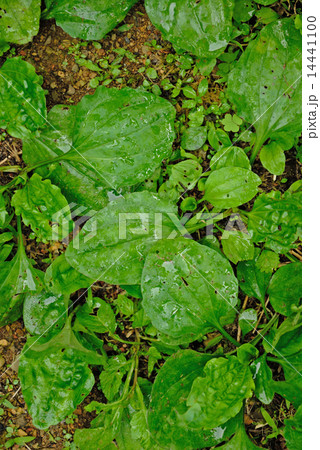 オオバコの若葉 14441100