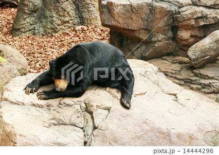 黒熊 14444296