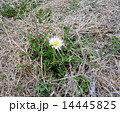 白いタンポポ 14445825