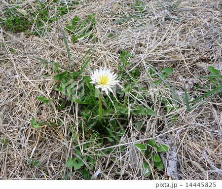 白いタンポポ 14445825