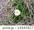白いタンポポ 14445827
