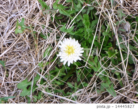 白いタンポポ 14445827