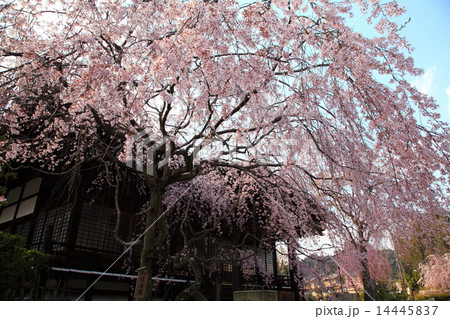 京都・妙満寺の桜 京都・妙満寺の桜 14445837