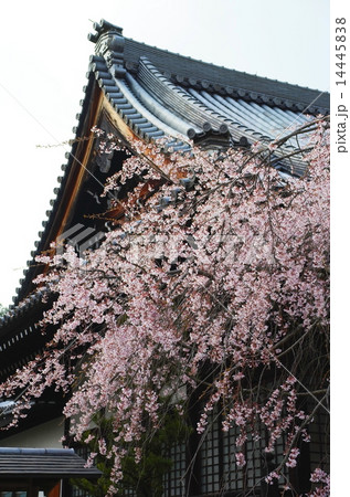 京都・妙満寺の桜 14445838