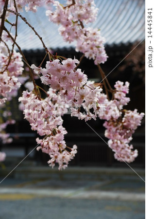 京都・妙満寺の桜 京都・妙満寺の桜 14445841
