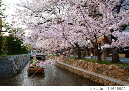 京都・高瀬川の桜と高瀬舟 14446002
