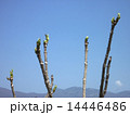 タラの芽 14446486