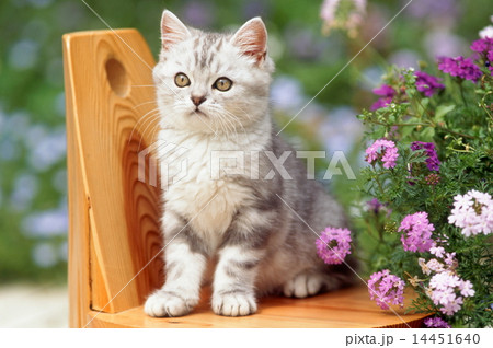 かわいい子猫 かわいい子猫 14451640