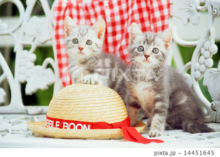 かわいい子猫 14451645