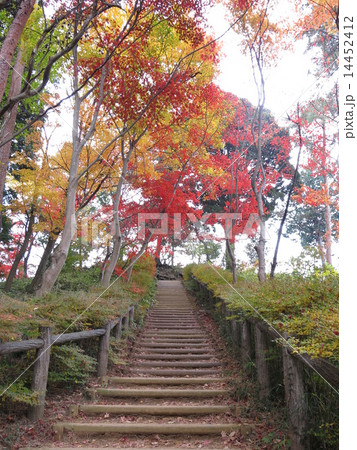 紅葉に彩られた天覧山の登山道の写真素材