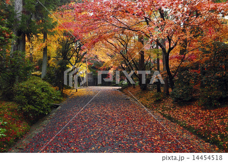 11月秋 龍安寺境内の雨紅葉 京都の秋景色の写真素材