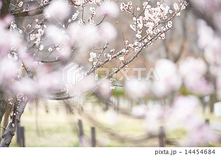 梅の花 14454684