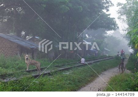 ミャンマー　田舎の朝 14454709