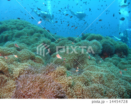 大量のイソギンチャクと大量のハナビラクマノミ 14454728