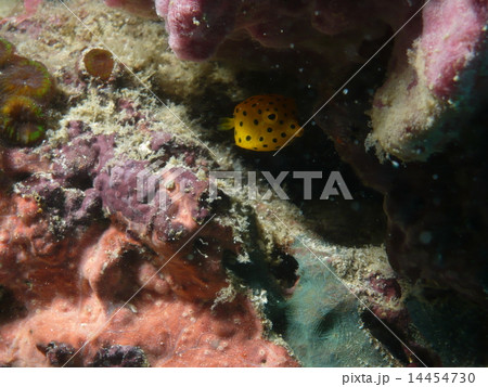 暗がりに逃げ込むミナミハコフグの幼魚 14454730