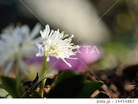 屋久島猩々袴 14454867