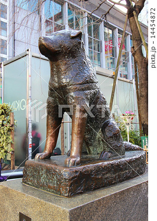 忠犬ハチ公像 忠犬ハチ公像 14454872