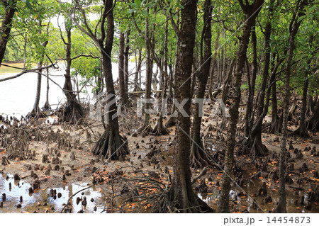 石垣島 名蔵アンパルのマングローブ林 石垣島 名蔵アンパルのマングローブ林 14454873