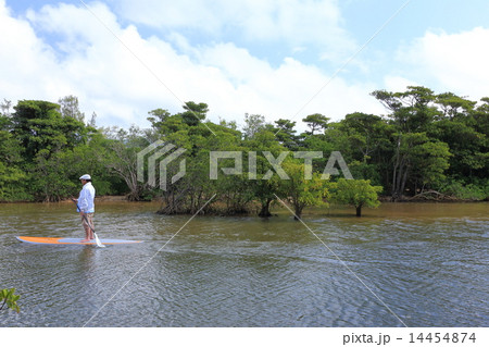 石垣島 名蔵アンパルのマングローブ林 石垣島 名蔵アンパルのマングローブ林 14454874